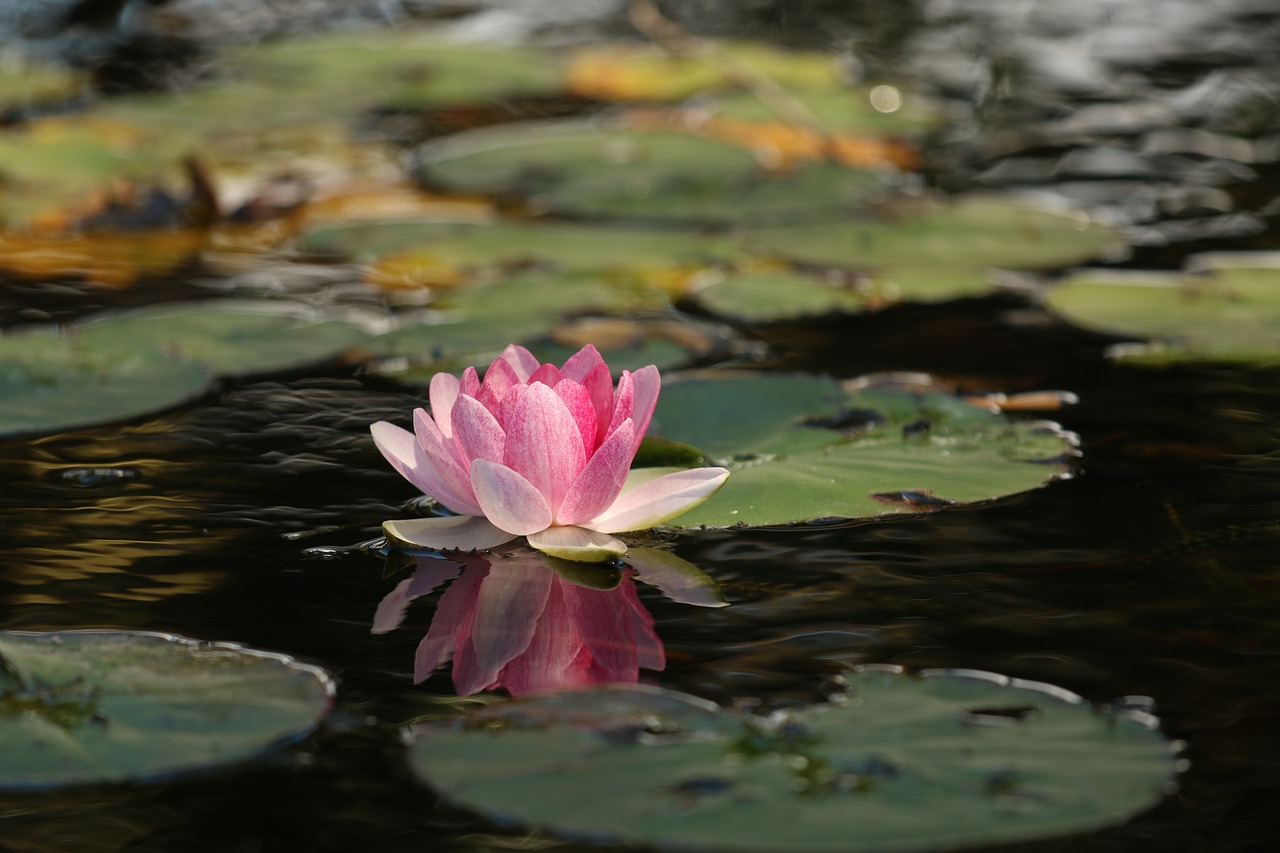 Flor de Lótus