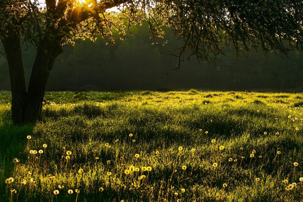 Natureza; Vegan, Vegetariano; Paz; tranquilidade; Vida Consciente; ambiente saudável; respeito por todos os seres